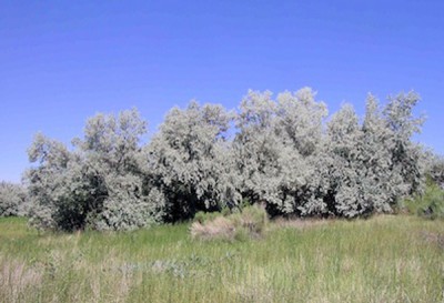 russian olive