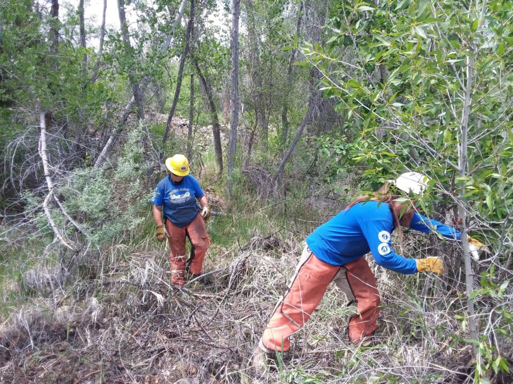 two people clear brush from a trail.